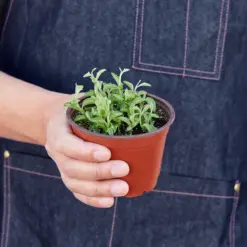 Succulent 'String of Dolphins' Senecio — held in hand for size reference