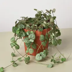 Succulent 'String of Hearts' Senecio houseplant