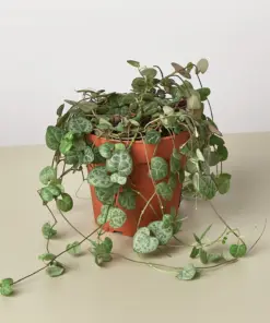 Succulent 'String of Hearts' Senecio houseplant