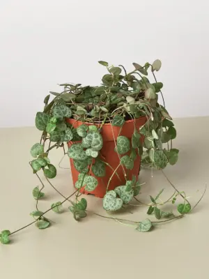Succulent 'String of Hearts' Senecio houseplant
