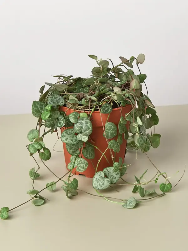 Succulent 'String of Hearts' Senecio houseplant