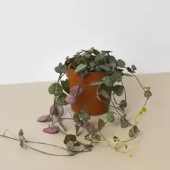 Succulent 'String of Hearts' Senecio — additional view