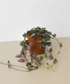 Succulent 'String of Hearts' Senecio — additional view