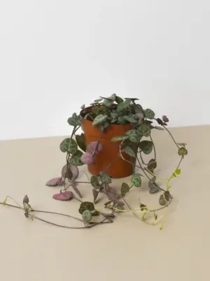 Succulent 'String of Hearts' Senecio — additional view