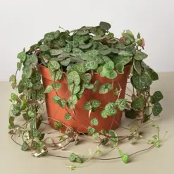 Succulent 'String of Hearts' Senecio — additional view