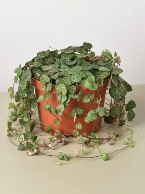 Succulent 'String of Hearts' Senecio — additional view