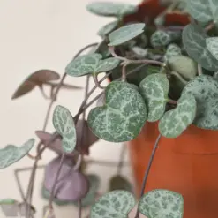 Succulent 'String of Hearts' Senecio — additional view