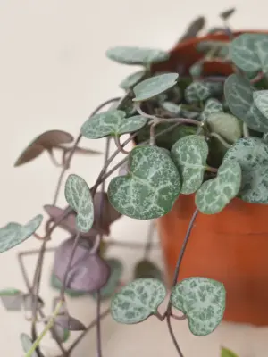 Succulent 'String of Hearts' Senecio — additional view