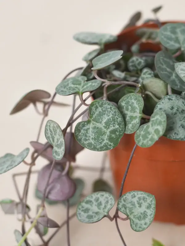 Succulent 'String of Hearts' Senecio — additional view