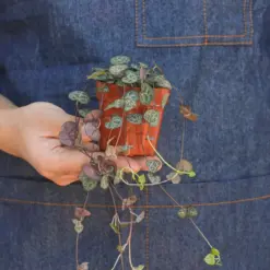 Succulent 'String of Hearts' Senecio — additional view