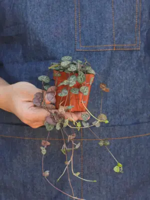 Succulent 'String of Hearts' Senecio — additional view