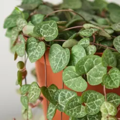 Succulent 'String of Hearts' Senecio — leaf detail close-up
