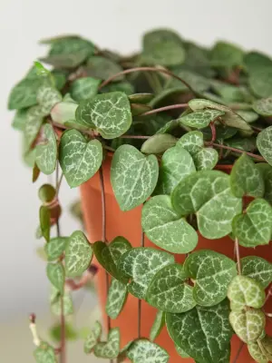Succulent 'String of Hearts' Senecio — leaf detail close-up