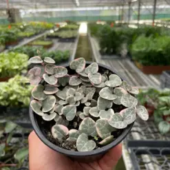 String of Hearts Variegated Succ Senecio houseplant