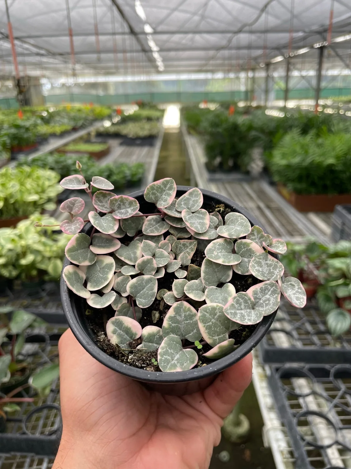 String of Hearts Variegated Succ Senecio houseplant