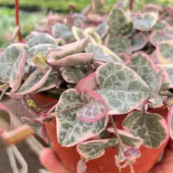 String of Hearts Variegated Succ Senecio — additional view