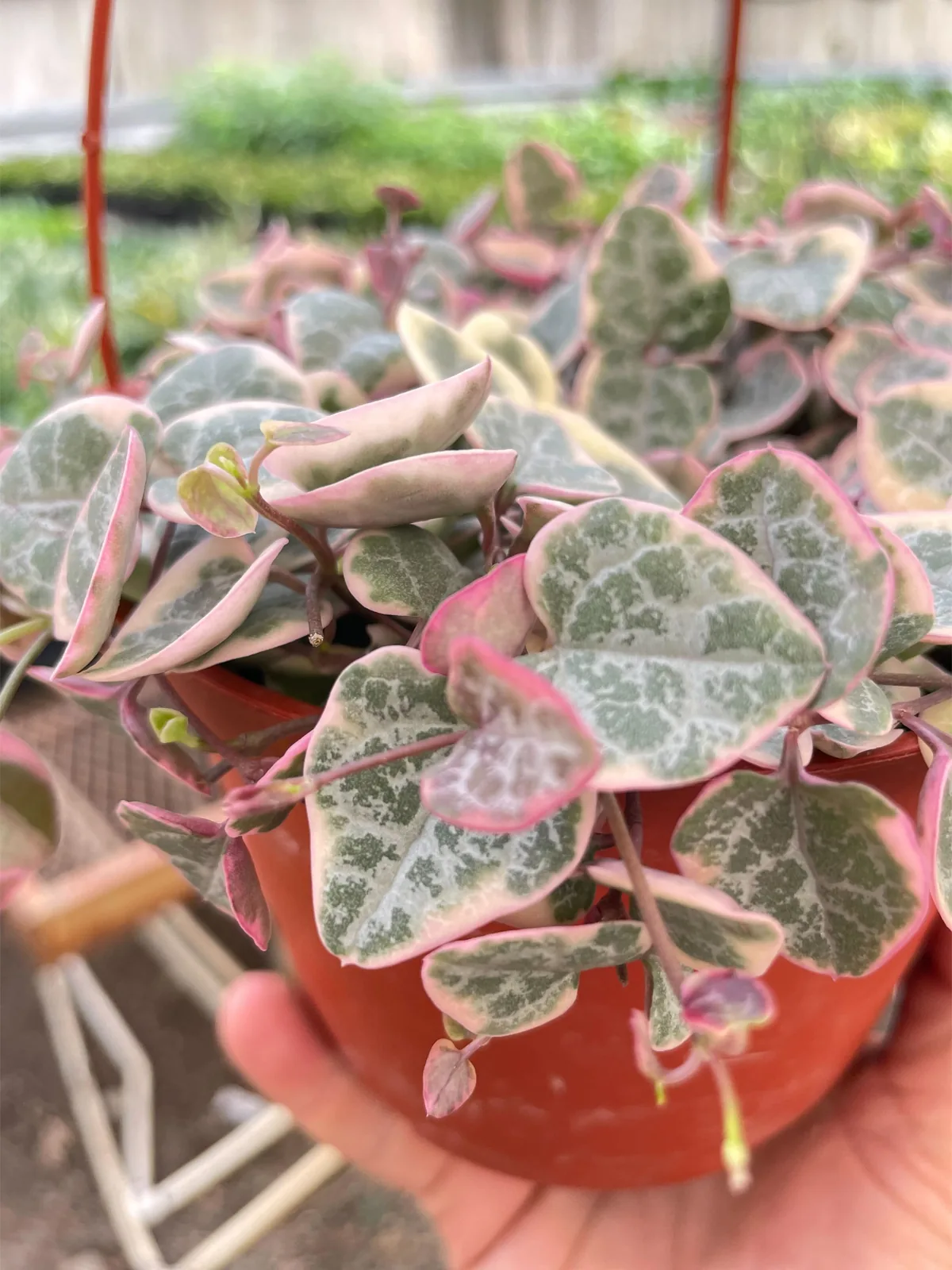 String of Hearts Variegated Succ Senecio — additional view