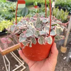 String of Hearts Variegated Succ Senecio — additional view