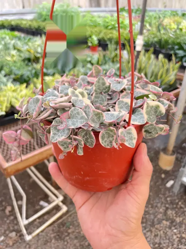String of Hearts Variegated Succ Senecio — additional view