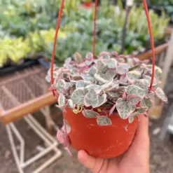 String of Hearts Variegated Succ Senecio — additional view