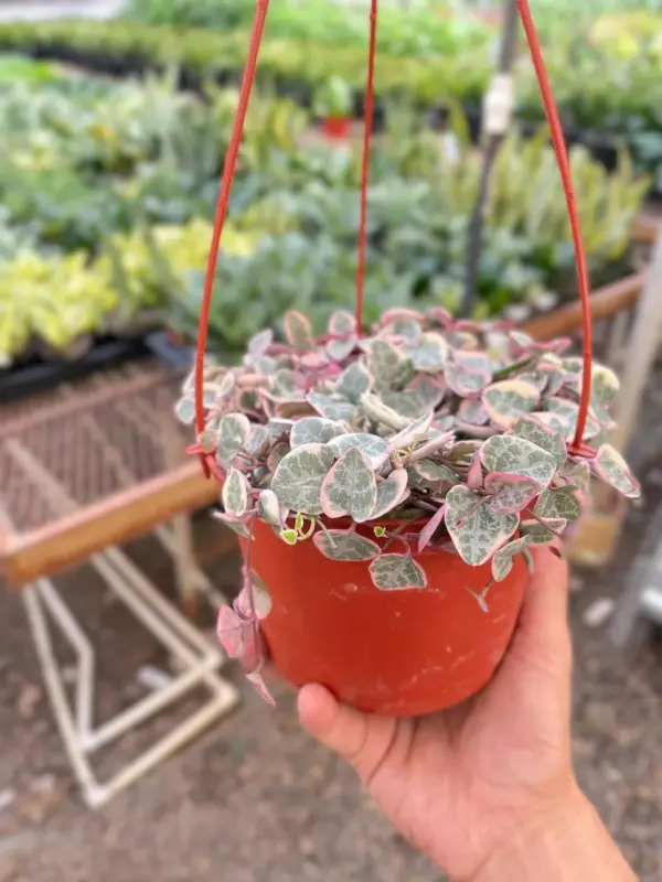 String of Hearts Variegated Succ Senecio — additional view