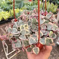 String of Hearts Variegated Succ Senecio — additional view