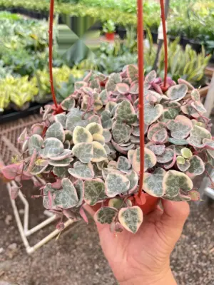 String of Hearts Variegated Succ Senecio — additional view
