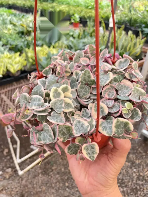 String of Hearts Variegated Succ Senecio — additional view
