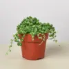 Succulent 'String of Pearls' Senecio houseplant