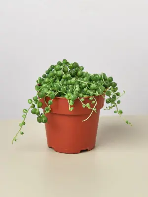 Succulent 'String of Pearls' Senecio houseplant