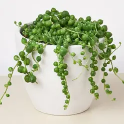 Succulent 'String of Pearls' Senecio — additional view