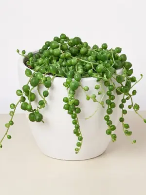 Succulent 'String of Pearls' Senecio — additional view