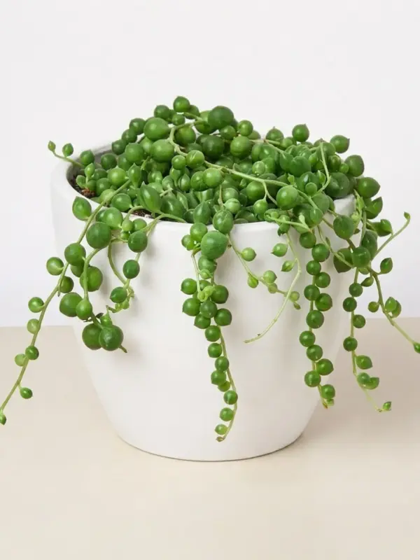 Succulent 'String of Pearls' Senecio — additional view