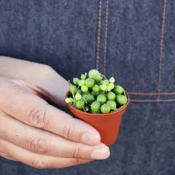 Succulent 'String of Pearls' Senecio — held in hand for size reference