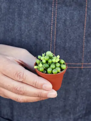 Succulent 'String of Pearls' Senecio — held in hand for size reference