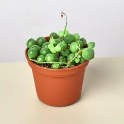 Succulent 'String of Pearls' Senecio — additional view