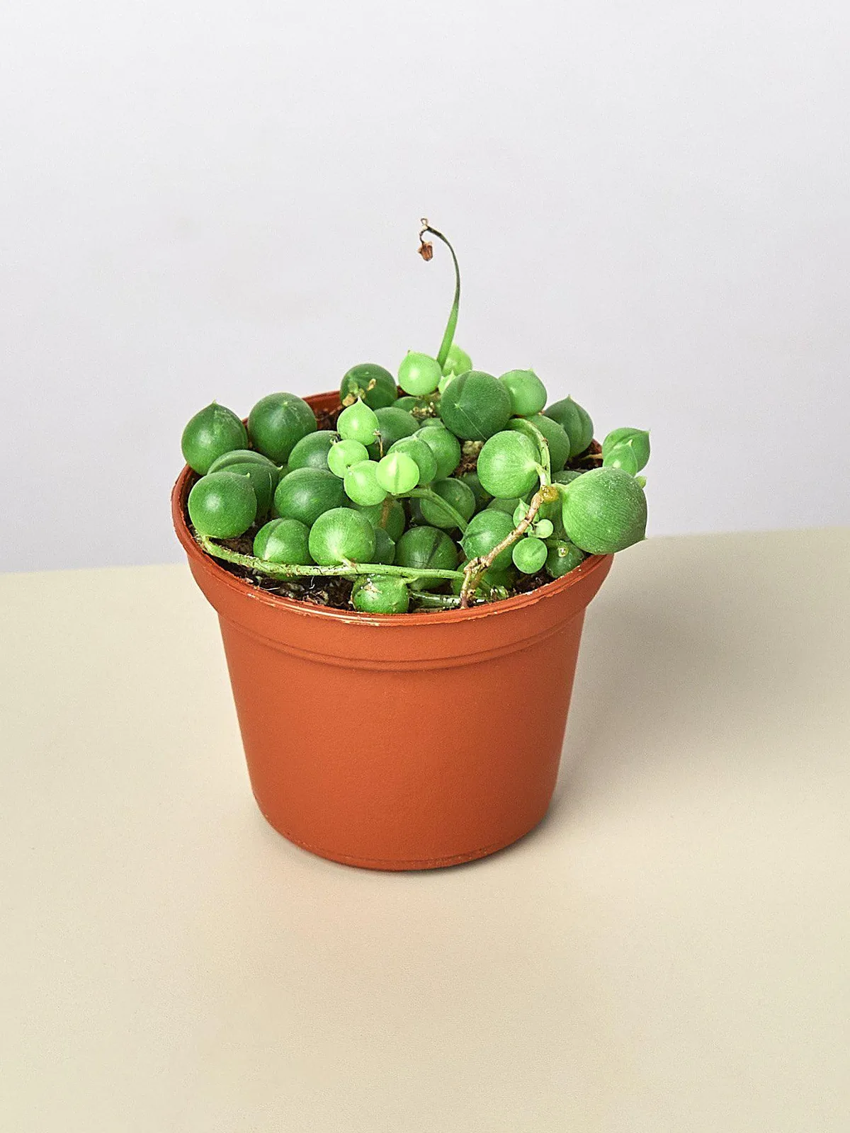 Succulent 