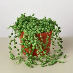 Succulent 'String of Pearls' Senecio — additional view