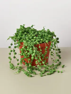 Succulent 'String of Pearls' Senecio — additional view