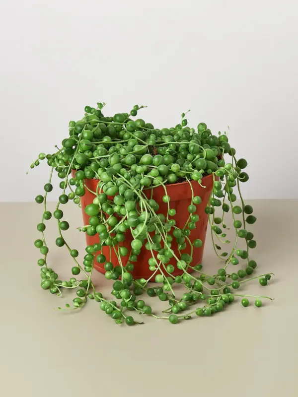 Succulent 'String of Pearls' Senecio — additional view