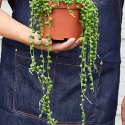 Succulent 'String of Pearls' Senecio — additional view