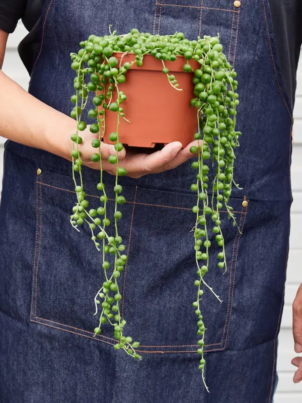Succulent 'String of Pearls' Senecio — additional view