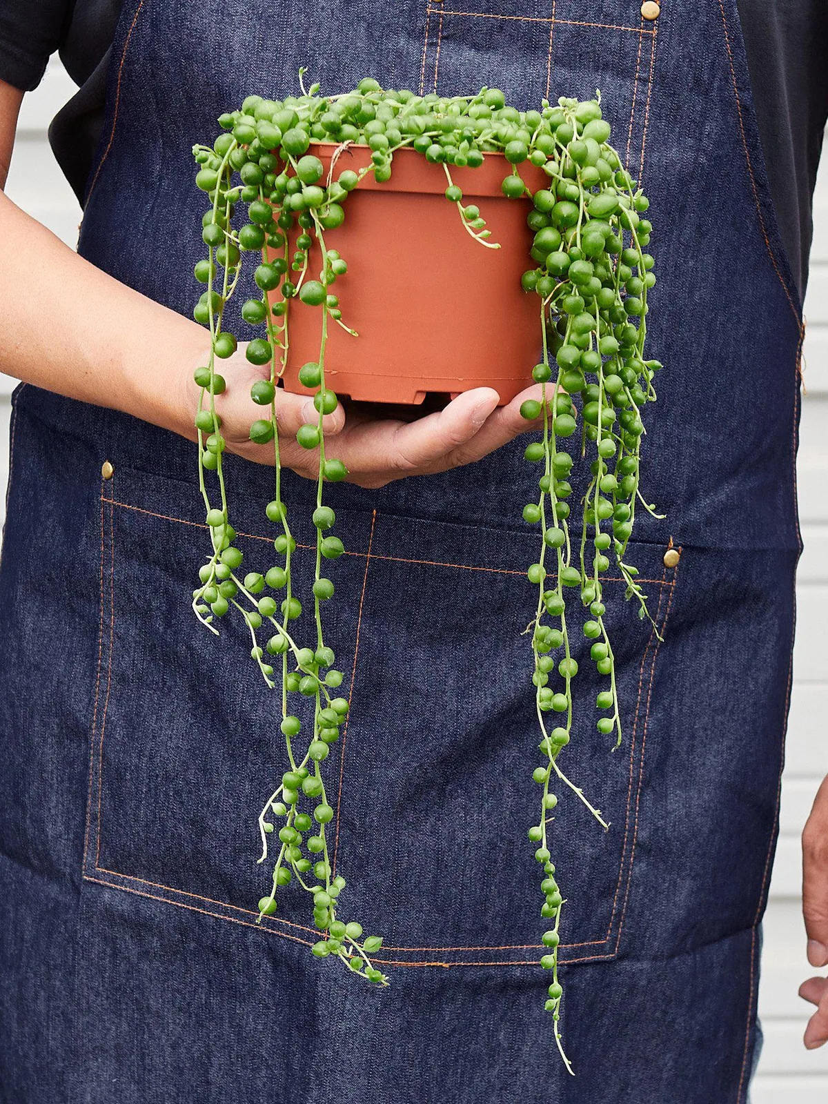 Succulent 