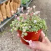 Succulent 'String of Pearls' Variegated Senecio houseplant