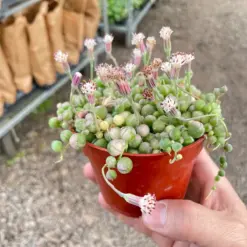 Succulent 'String of Pearls' Variegated Senecio houseplant