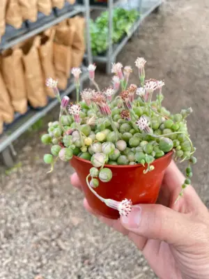 Succulent 'String of Pearls' Variegated Senecio houseplant