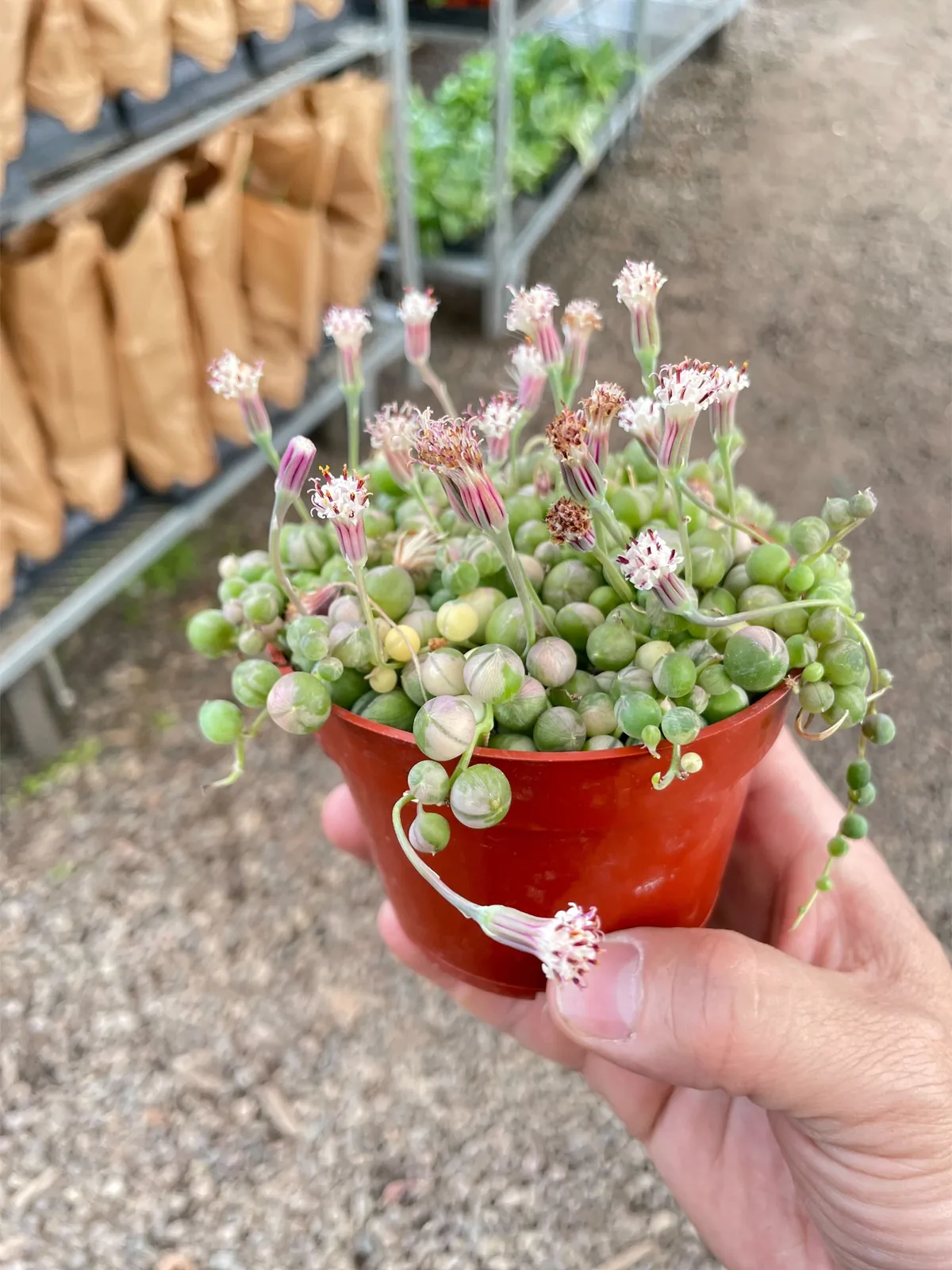 Succulent 