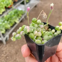 Succulent 'String of Pearls' Variegated Senecio — additional view