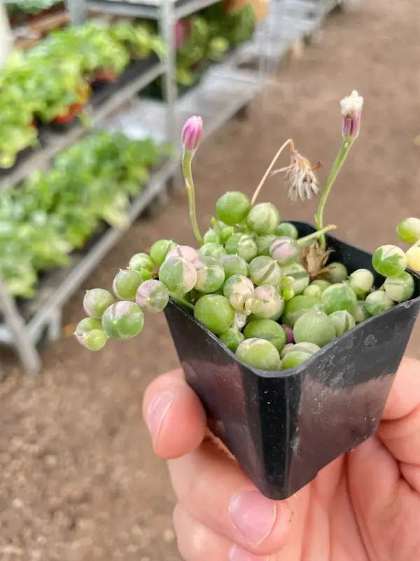 Succulent 'String of Pearls' Variegated Senecio — additional view