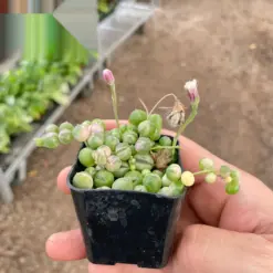 Succulent 'String of Pearls' Variegated Senecio — additional view